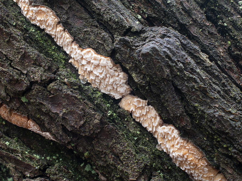Spongipellis pachyodon Spongipellis pachyodon